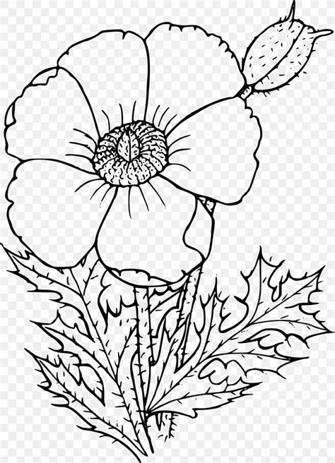 California Poppy Coloring Book Drawing Flower Png 1731x2400px Poppy