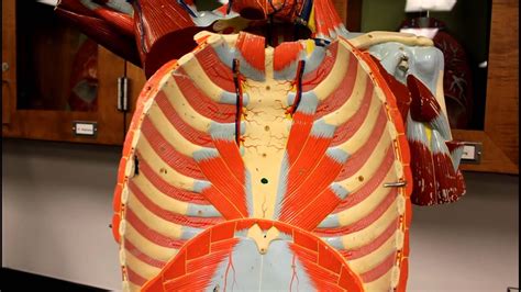 Muscular System Anatomymuscles Of The Thoracic Cage Torso Model