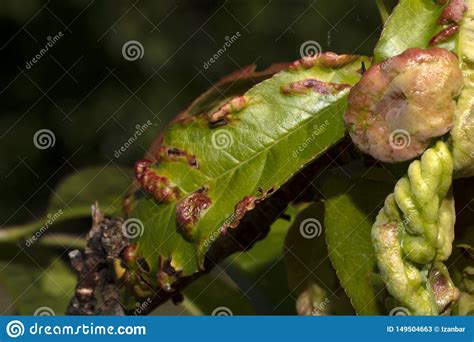 Taphrina Deformans Fungus On Peach Tree Leaf Stock Image Image Of