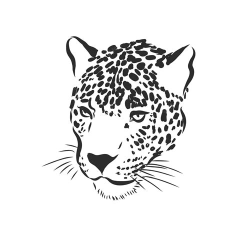 Ilustración De Esbozo De Vector Animal Jaguar Jaguar Vector Premium