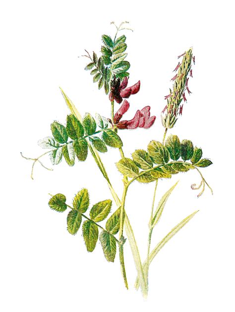 Antique Images Digital Botanical Vintage Flower Clip Art Of Wildflower