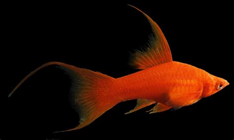 Swordtail Tangerine Hi Fin Lyretail Reverse Trio 1hfm1sfm1hff