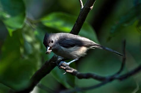 Northern Virginia Birds Stephen L Tabone Nature Photography