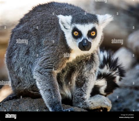 Lemur Madagascar Grooming Hi Res Stock Photography And Images Alamy