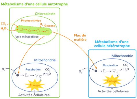 Le Métabolisme Des Cellules 2nde Schéma De Synthèse Svt Kartable