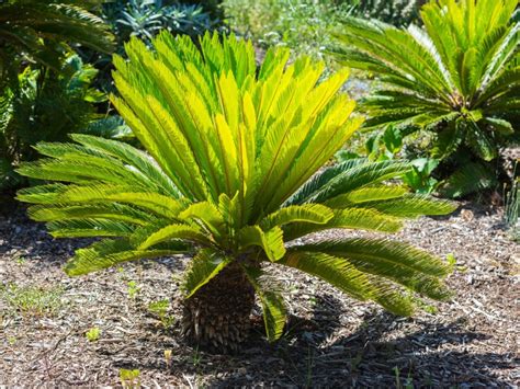 Information About Sago Palm Plant Care