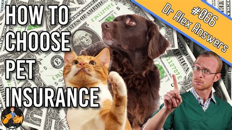 6 Steps to Choosing the Best Pet Insurance for Your Dog ...