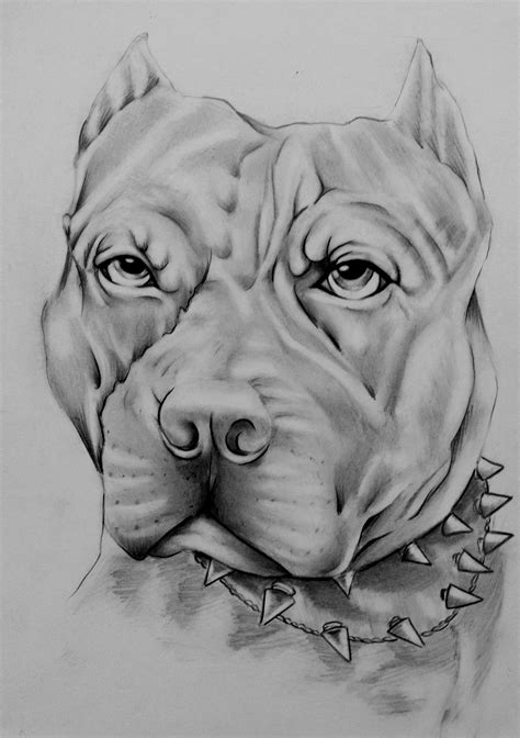 Pitbull Dibujado A Lapiz Dibujos Dibujos De Pitbull Dibujos De Perros