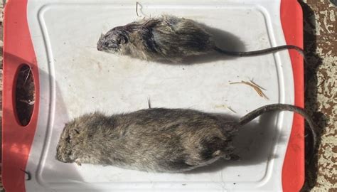 Ginormous 400g Rat Found On Waiheke Island Newshub