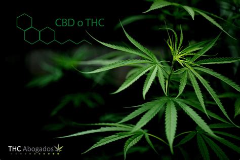 Cannabis Diferencias Entre El Thc Y El Cbd Thcabogados