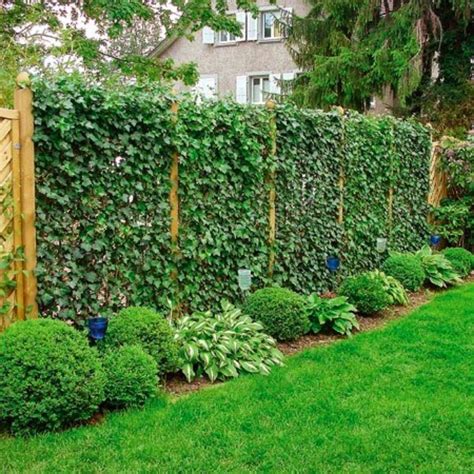 Amazing Privacy Plants That Will Keep Your Neighbors From Snooping