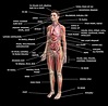 101 Diagrams of the Human Body | 101 Diagrams