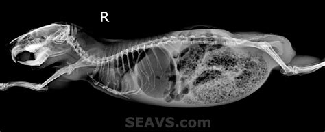 Guinea Pig Bloat Stasis Radiograph Rlat Stahl Exotic Animal