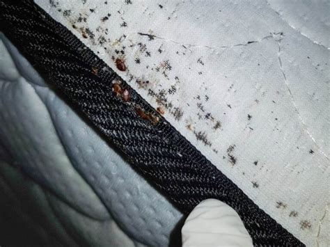 Tips To Detect Bed Bugs Infestation