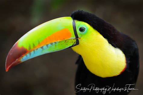 Costa Rican Toucan Shetzers Photography