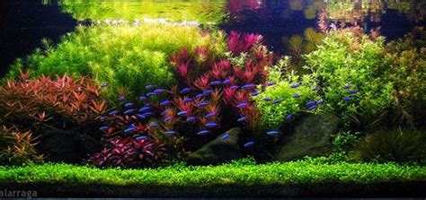 Getting Started With Aquascaping Aquascaping Love Aquascape