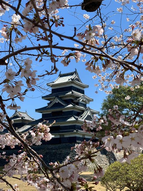 Matsumoto Castle Best Places To See Cherry Blossomssakura In