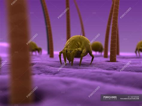 House Dust Mites — Small Group Of Animals Domestic Stock Photo