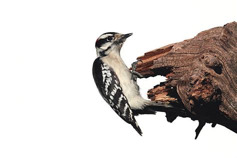 Downy Woodpecker Zdjęcia I Ilustracje Istock