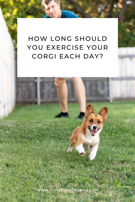 How Much Exercise Does A Corgi Need — Stumps Rumps Corgi Breeds