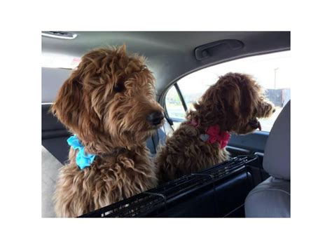 Super Cute Red Goldendoodle Puppies Raleigh Puppies For Sale Near Me