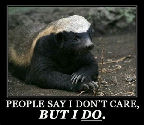 Honey Badger Funny Stuff Funny Things Its Funny Hysterical