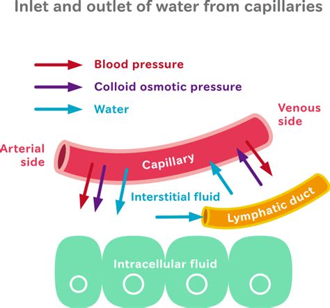 Blood is made up of 83 percent water, bones are 22 percent water because physicians know the amount of water in different types of tissue, they can estimate the total water content in a person's body by measuring the percentage of fat and muscle. Theme3 Measuring of water flows in the human body and ...