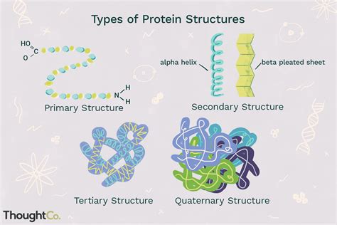 A Diagram For Each Level Of Protein Structure