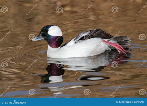 Waterfowl Of Colorado Male Bufflehead Duck Swimming In A Stream Stock