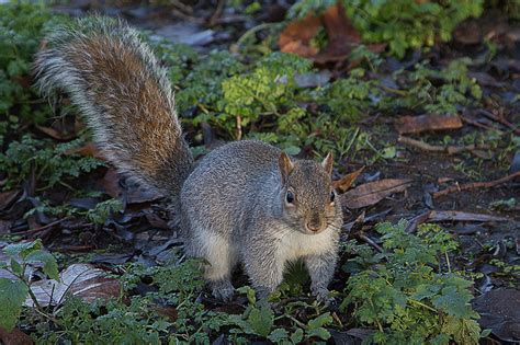 Kentucky State Wild Game Animal Gray Squirrel