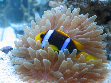 Clarkii Clownfish With Host Anemone Saltwater Aquarium Clown Fish