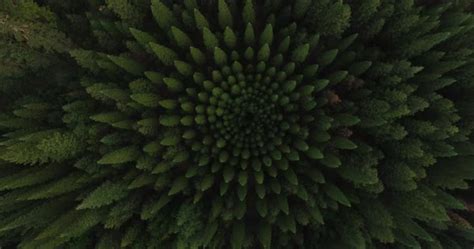 Drone Shot Of Trees Growing In Forest At Mount Shasta Stock Video