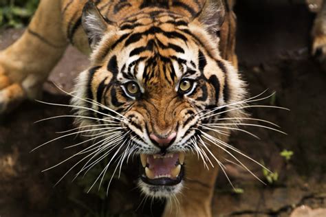 Tigers And Fear What Are Tigers Afraid Of Vital Facts