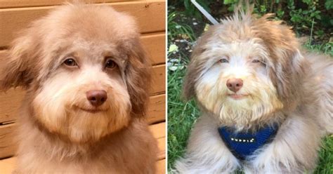 Adorable Dogs Face Looks Very Human And People Cant Get Enough