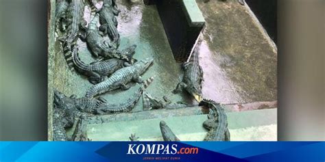 Cambodian Man Dies After Falling Into Enclosure Of 40 Crocodiles