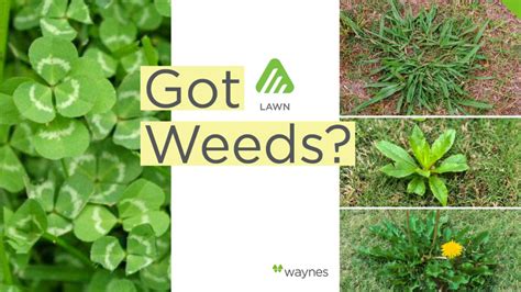 Common Alabama Weeds You May Find On Your Lawn Waynes Lawn Care