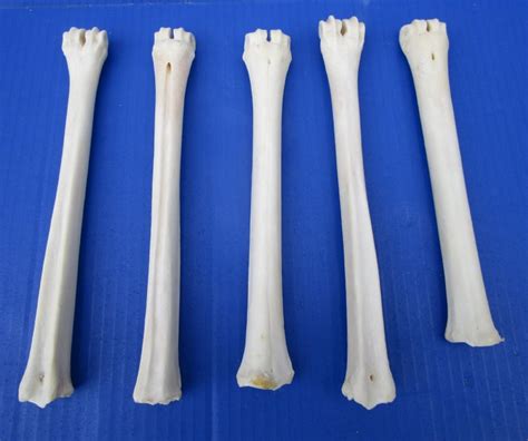 5 Whitetail Deer Cannon Leg Bones 8 To 9 12 Inches For 600 Each