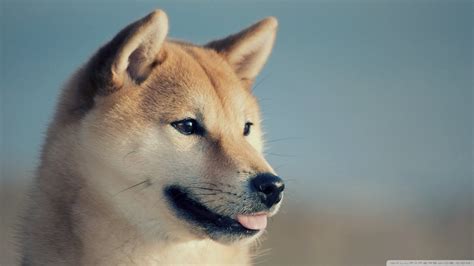 Velg blant mange lignende scener. Doge Wallpaper 1920x1080 (87+ images)