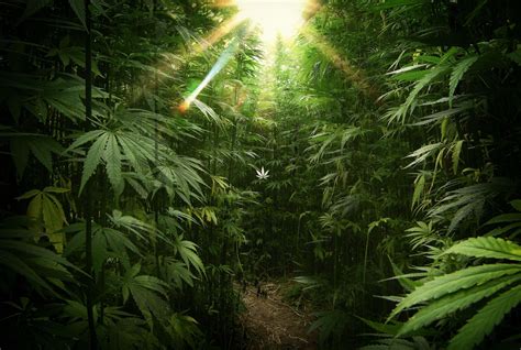 25 Outstanding 4k Wallpaper Weed You Can Use It Without A Penny