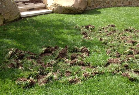 How To Stop Animals From Digging Up The Lawn
