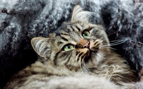 Cats In Norse Mythology A Guide To Viking Cats