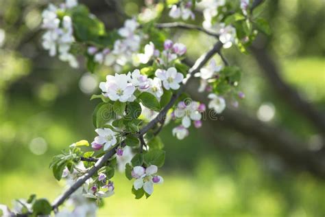 Branch Of Apple Blossom Stock Image Image Of Light Blossom 71555785