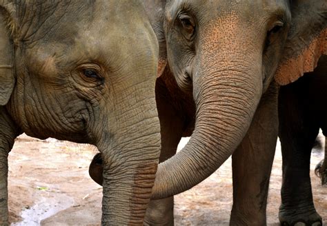 A Reassuring Trunk Evidence Of Consolation In Elephants Wired