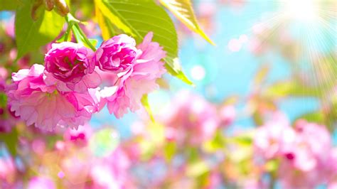 26 Spring Flowers Wallpaper 1920x1080 Basty Wallpaper