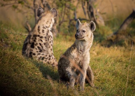 2 Hyenas On Grass Land During Daytime · Free Stock Photo