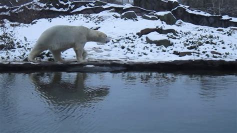 Polar Bear Sad Lonely Animal Cruelty Captivity Crazy Mental Eisbär Zoom