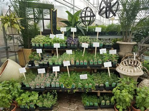 Weekly Featured Herbs Coming Soon Rohrs Nursery