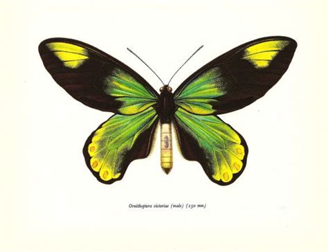 Butterfly Print Art Original 1965 Book Plate 48 Beautiful Etsy