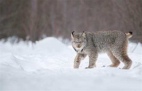 Wallpaper Winter Look Snow Lynx Wild Cat Images For Desktop