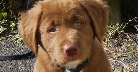 The golden retriever labrador mix is a great fit for those who want a large dog that is neither too hard to handle nor aggressive. Goldens Retrievers: Labrador Retriever And Golden ...